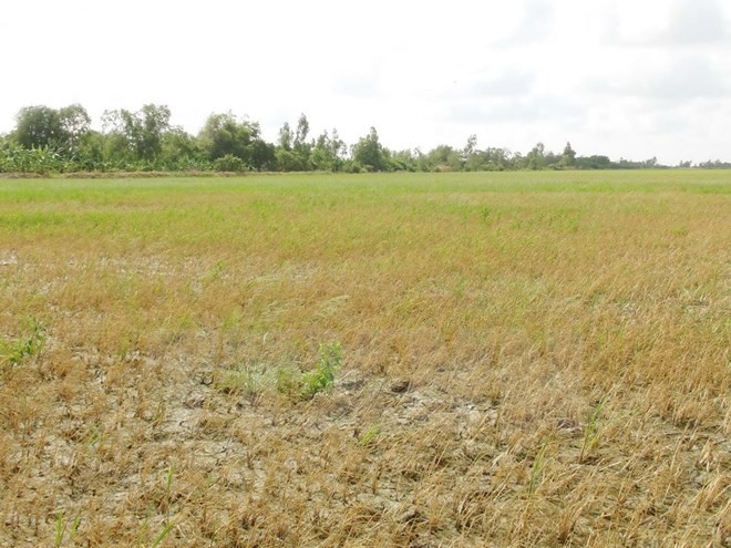 Saltwater intrusion damages over 1,000ha of rice in Hau Giang ảnh 1 Saltwater intrusion damages over 1,000ha of rice in Hau Giang ảnh 1