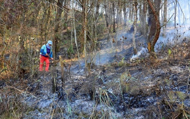 Fires ravage over 2,400 ha of forest in 2016 ảnh 1