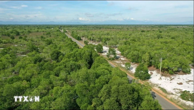 Eight coastal localities get more support in forestry modernisation ảnh 1 Eight coastal localities get more support in forestry modernisation ảnh 1