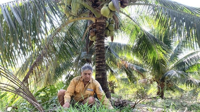 Tra Vinh exports organic coconut flower nectar to Australia ảnh 1 Tra Vinh exports organic coconut flower nectar to Australia ảnh 1