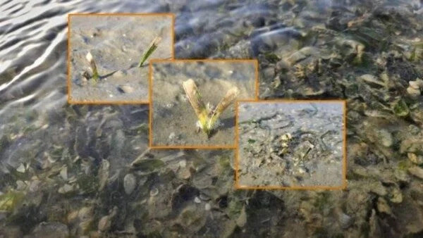 Warming waters in Thailand wreaks havoc on marine life ảnh 1
