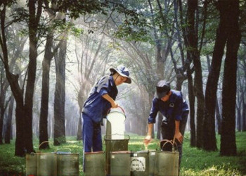 Rubber industry suffers from falling prices ảnh 1