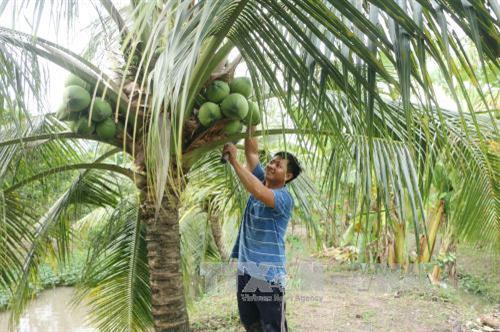 Ben Tre festival promotes coconut industry ảnh 1