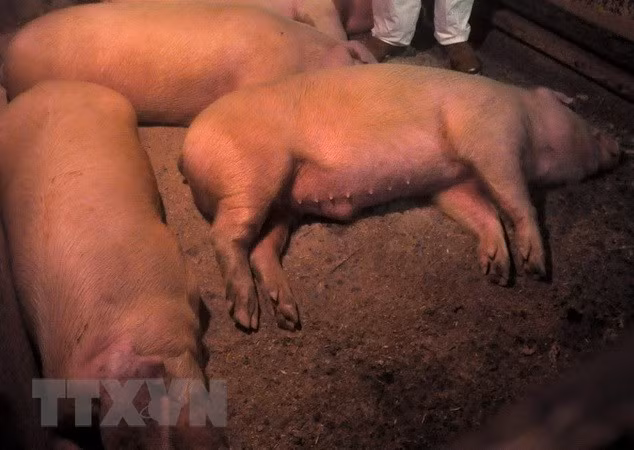 Outbreak of African swine fever may spread to Southeast Asia: FAO ảnh 1