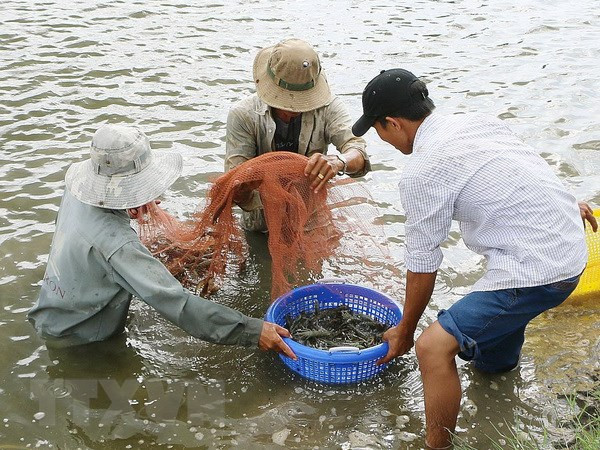 Ben Tre: Shrimp to become spearhead of production industry ảnh 1