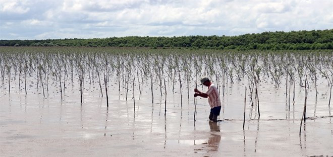 Workshop exchanges experiences in developing coastal ecosystems ảnh 1