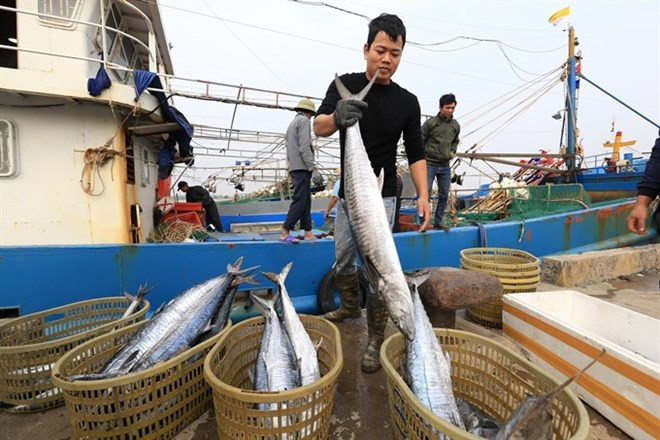 Seafood exports face problems ahead due to EC’s IUU fishing warning ảnh 1