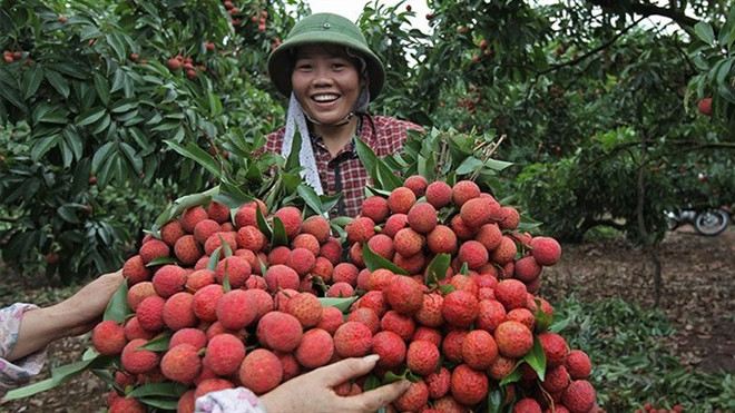 Vietnam struggles to export fruits to demanding markets ảnh 1