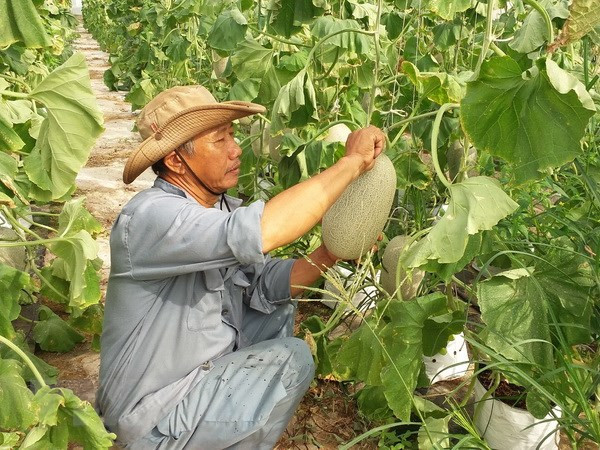 Vietnam, NZ agriculture ministers talk farm produce improvements ảnh 1 Vietnam, NZ agriculture ministers talk farm produce improvements ảnh 1