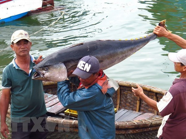 Tuna exports likely to hit 500 million USD in 2018 ảnh 1