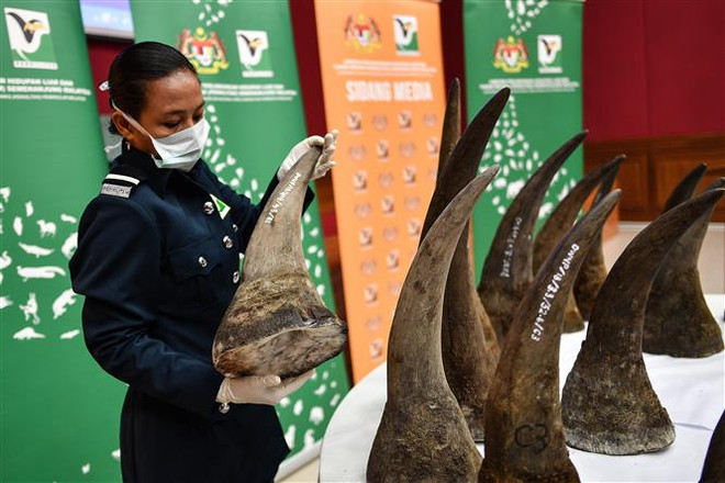 Malaysia seizes rhino horns worth 12 million USD ảnh 1
