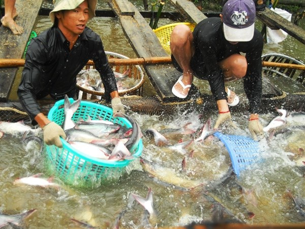 Adaptation measures needed to sustainably develop aquaculture ảnh 1