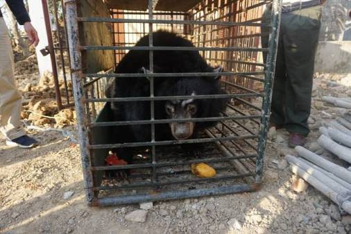 Last private bear bile farm in Tien Giang closed ảnh 1 Last private bear bile farm in Tien Giang closed ảnh 1
