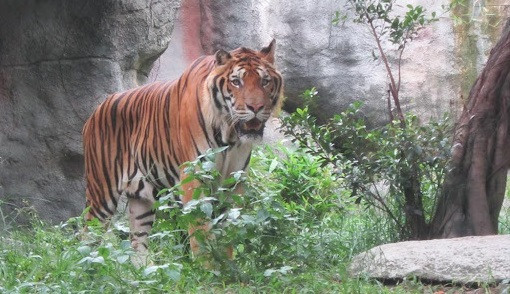 Measures sought to control tiger trading, conservation in Vietnam ảnh 1