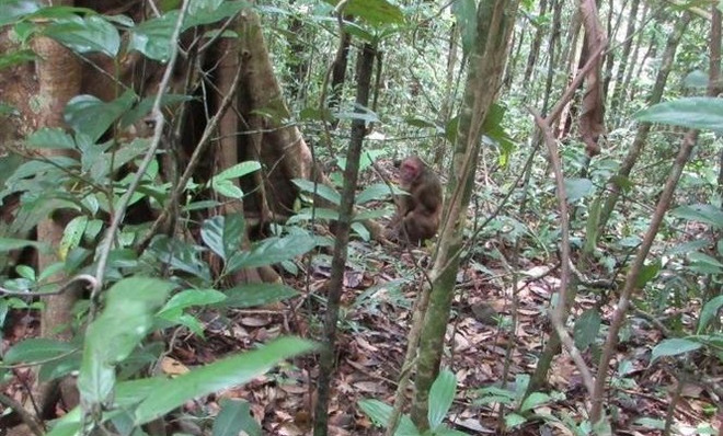 Binh Phuoc releases rare animals back into the wild ảnh 1