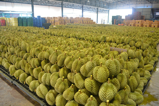 Thailand expects to export 1 million tonnes of durian this year ảnh 1 Thailand expects to export 1 million tonnes of durian this year ảnh 1