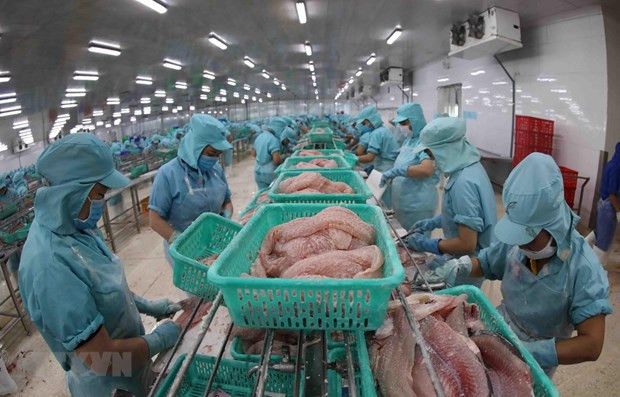 Vietnam moves to widely popularise tra, basa fish in Australia ảnh 1