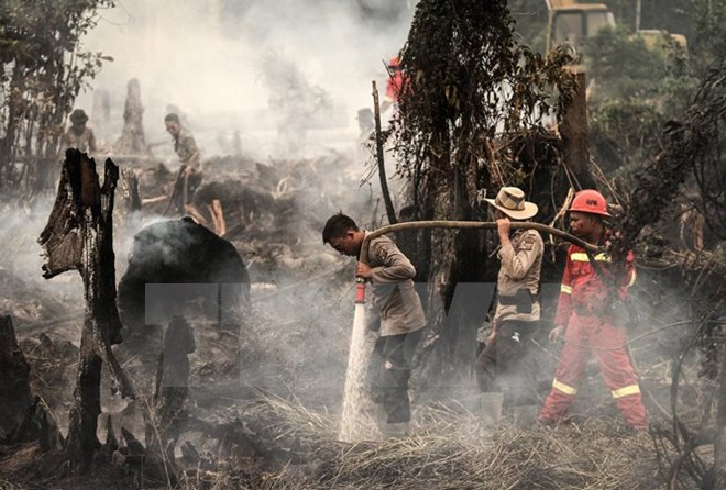 Indonesia strengthens forest fires monitoring in Kalimantan ảnh 1
