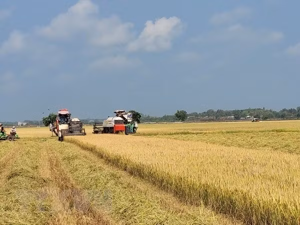 Strategy on rice export market development until 2030 approved ảnh 1