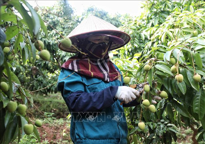 Bac Giang province’s lychee crop ripens early, ready for export ảnh 1