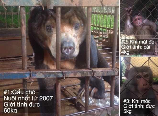 Wild sun bear, monkeys saved in Dak Lak ảnh 1