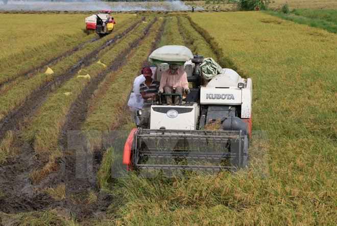 Glutinous rice exports to China slowing down ảnh 1 Glutinous rice exports to China slowing down ảnh 1