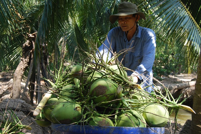  Vietnam pushes up fruit exports ảnh 1