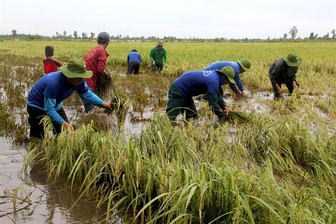 Early floods threaten Mekong rice fields ảnh 1 Early floods threaten Mekong rice fields ảnh 1