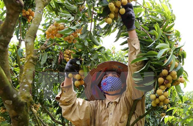 Bac Giang posts best lychee crop in 60 years ảnh 1 Bac Giang posts best lychee crop in 60 years ảnh 1