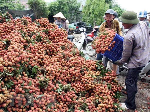 Vietnam proposes solutions to Japan for export of lychee ảnh 1