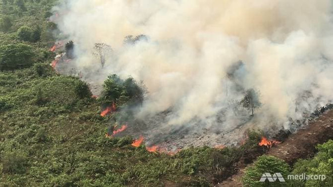 Forest fires complicate COVID-19 fight in Indonesia ảnh 1