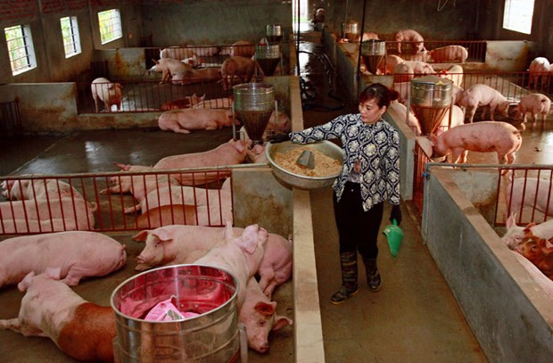 Minister orders quick but safe repopulation of pig droves ảnh 1 Minister orders quick but safe repopulation of pig droves ảnh 1