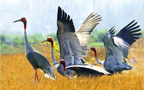 Dong Thap works to conserve red-headed cranes ảnh 1