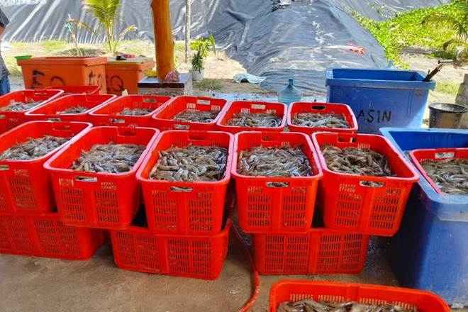 Indonesia aims to boost shrimp production to 2 million tonnes ảnh 1