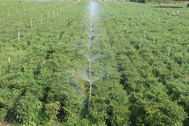 Dong Thap to turn more rice fields into growing higher value crops ảnh 1 Dong Thap to turn more rice fields into growing higher value crops ảnh 1