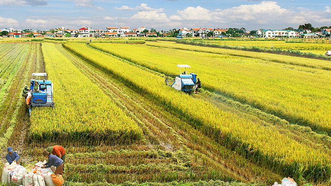 Public private partnership task force on rice established ảnh 2 Public private partnership task force on rice established ảnh 2