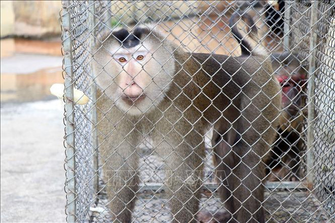 Community makes concerted efforts to limit decline, extinction of wildlife species ảnh 2