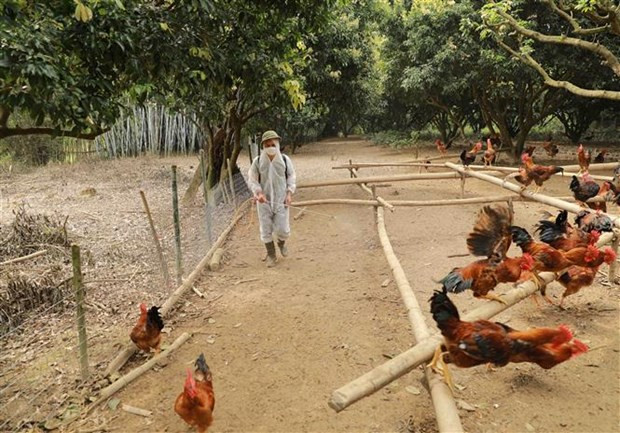 HCM City activates H5N1 bird flu response system ảnh 1