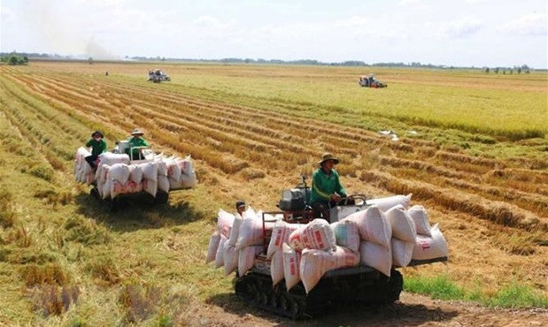 Vietnam to develop 1 million ha of low-emission high-quality rice by 2030: draft ảnh 1