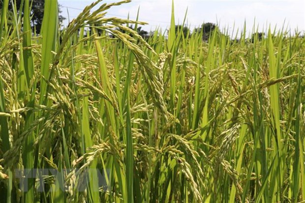 Vietnam gets help with rice cultivation ảnh 1