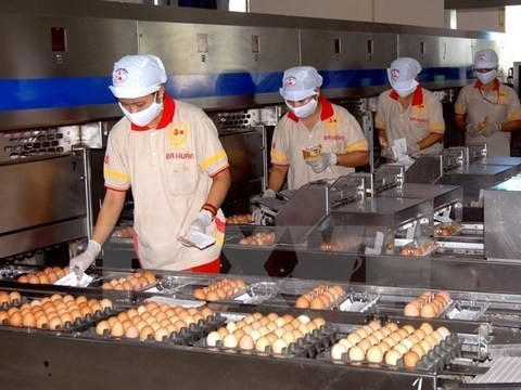 Livestock exports expected to fetch 1.2 billion USD this year ảnh 1 Livestock exports expected to fetch 1.2 billion USD this year ảnh 1