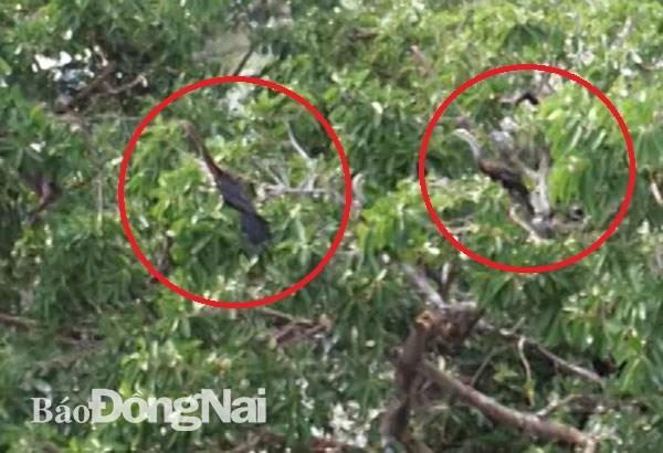 About 500 snakebirds discovered in Dong Nai province ảnh 1