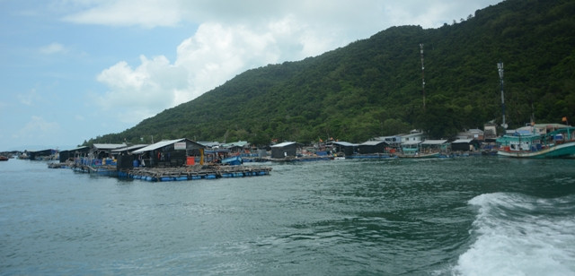 Island commune to expand floating-cage breeding of marine fish ảnh 1