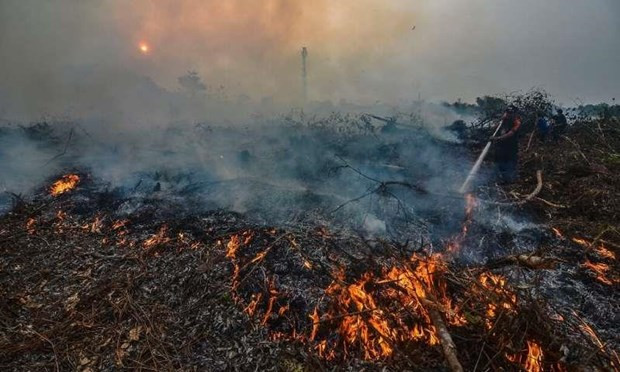 Firms asked to compensate 22.5 billion USD for Indonesia’s forest fires ảnh 1 Firms asked to compensate 22.5 billion USD for Indonesia’s forest fires ảnh 1