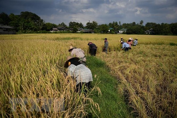 Laos urges ASEAN to work for food security ảnh 1