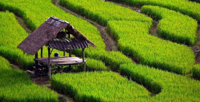 Indonesia prioritises modern, sustainable agriculture ảnh 1