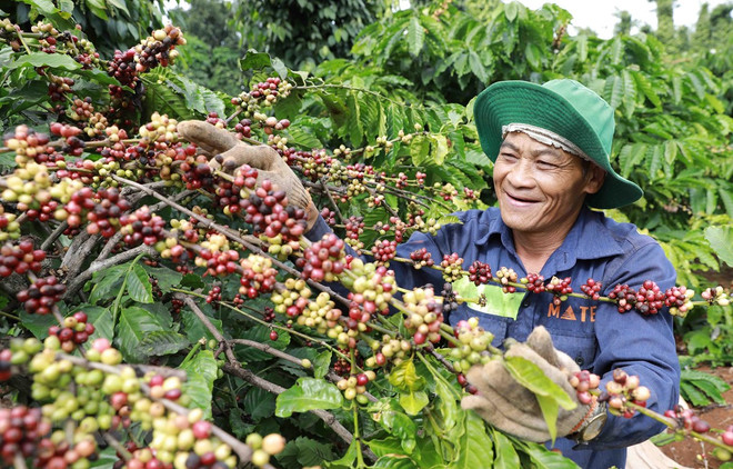 Dak Lak records highest-ever coffee export volume ảnh 1