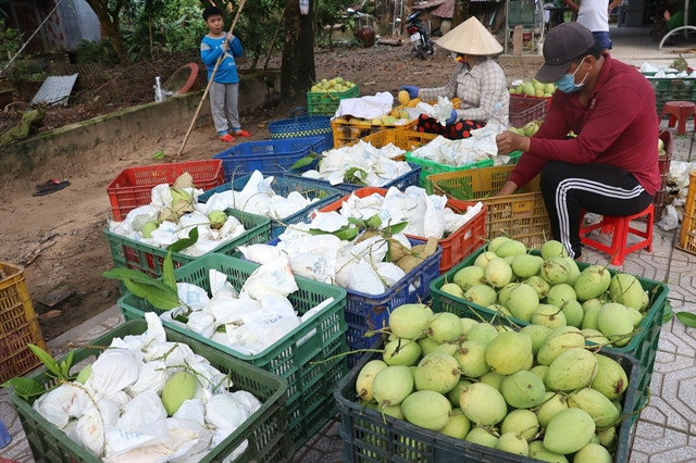 Planting area codes key for Vietnam's farm produce exports ảnh 1 Planting area codes key for Vietnam's farm produce exports ảnh 1