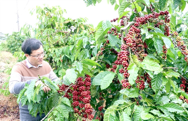 Central Highlands faces labour shortages on coffee plantations ảnh 1 Central Highlands faces labour shortages on coffee plantations ảnh 1