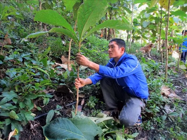 Young activists plant trees to prevent floods, landslides ảnh 1
